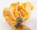 Cantharellus odoratus image