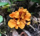 Cantharellus odoratus image