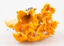 Cantharellus odoratus image