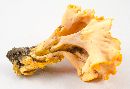 Cantharellus odoratus image