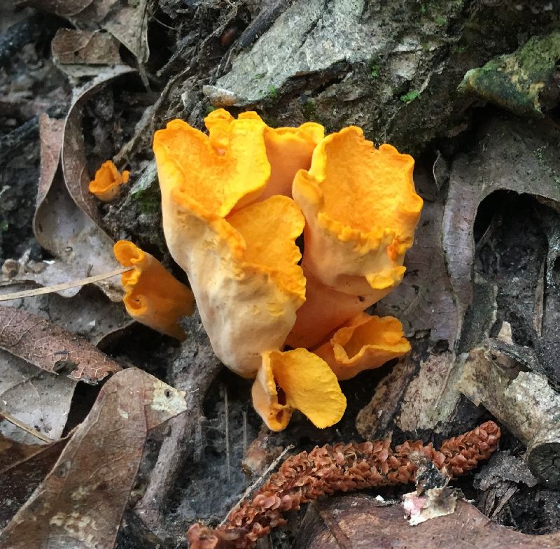 Cantharellus odoratus image