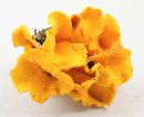 Cantharellus odoratus image