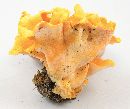 Cantharellus odoratus image