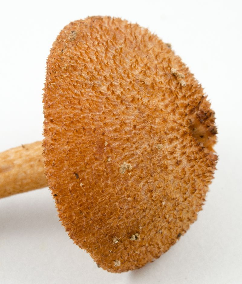 Tricholomopsis formosa image