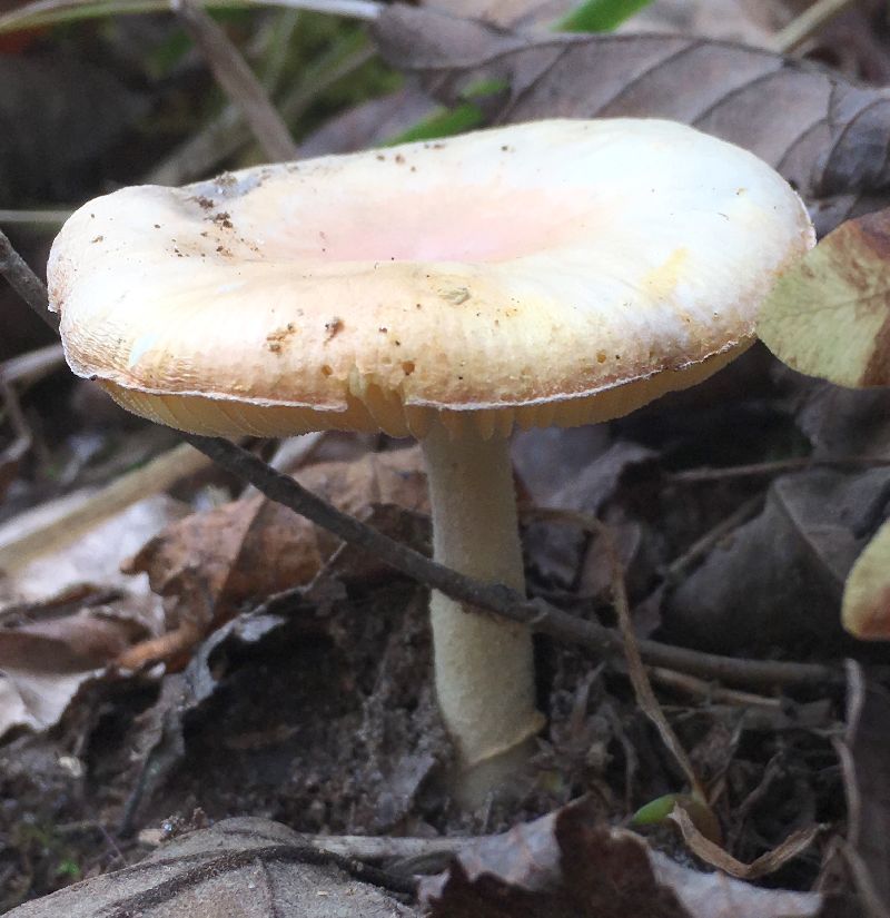 Amanita wellsii image