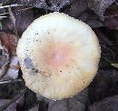 Amanita wellsii image