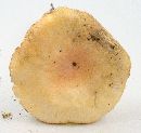 Amanita wellsii image