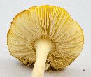 Amanita wellsii image