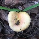 Amanita wellsii image