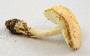 Amanita wellsii image