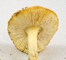 Amanita wellsii image