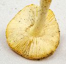 Amanita wellsii image