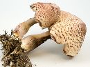 Leucoagaricus americanus image