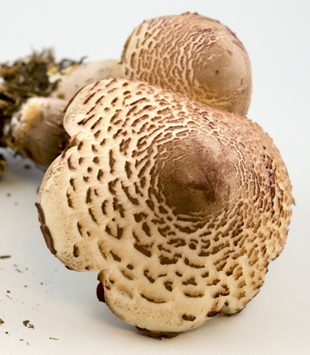 Leucoagaricus image