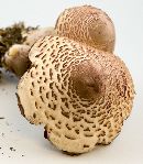 Leucoagaricus americanus image