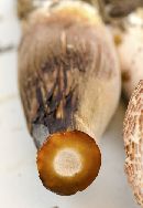 Leucoagaricus americanus image