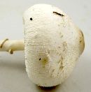 Leucocoprinus cepistipes image