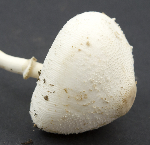 Leucocoprinus image