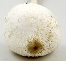 Leucocoprinus cepistipes image