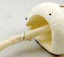 Leucocoprinus cepistipes image