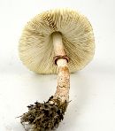 Leucoagaricus americanus image