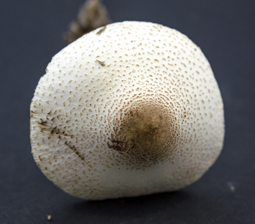 Leucoagaricus americanus image