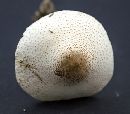 Leucoagaricus americanus image