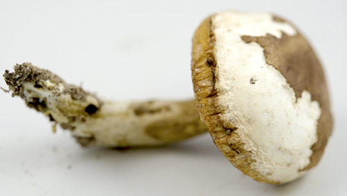 Tylopilus rubrobrunneus image