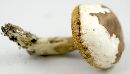 Tylopilus rubrobrunneus image