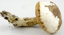 Tylopilus rubrobrunneus image