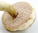 Tylopilus rubrobrunneus image