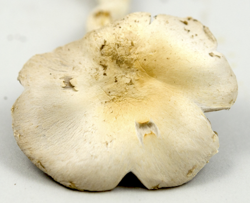 Agaricus image