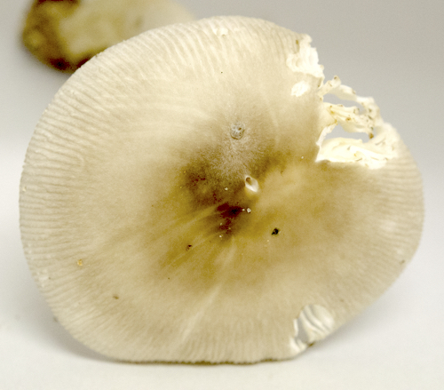 Amanita image