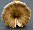 Pluteus cervinus image