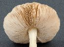 Pluteus cervinus image