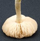 Pluteus cervinus image