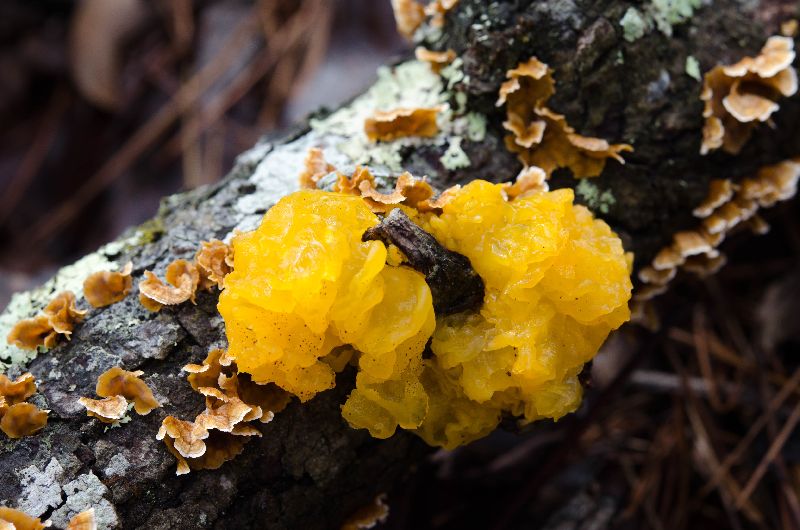 Tremella image