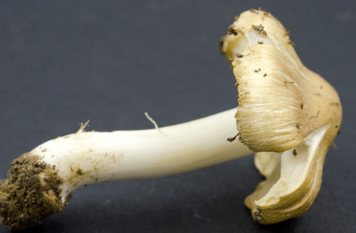 Inocybe image