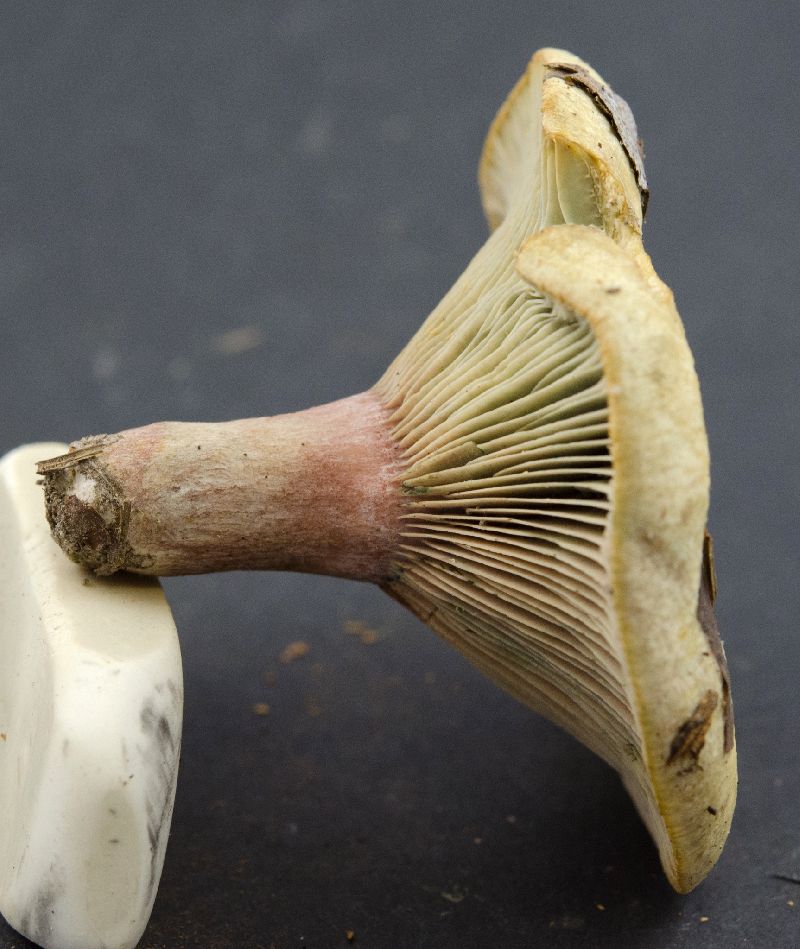 Lactarius paradoxus image