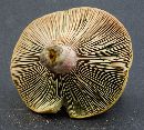 Lactarius paradoxus image