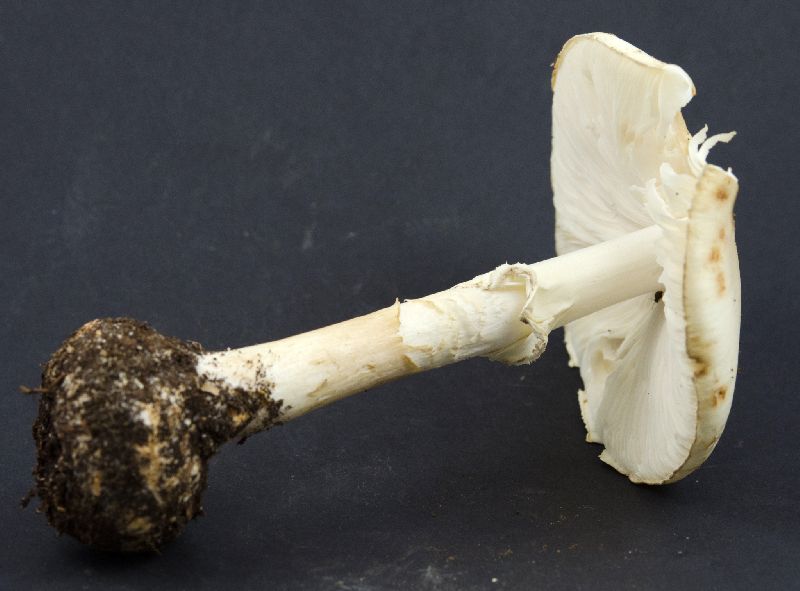 Amanita phalloides image