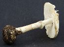 Amanita phalloides image