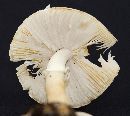 Amanita phalloides image