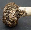 Amanita phalloides image