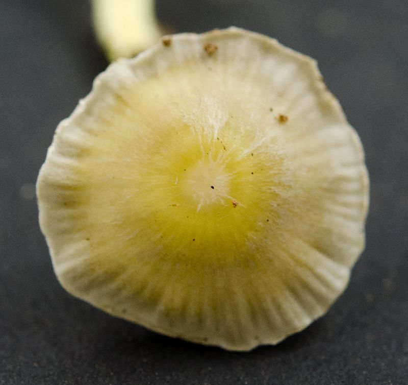 Mycena epipterygia image