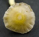 Mycena epipterygia image