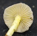 Mycena epipterygia image