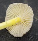 Mycena epipterygia image