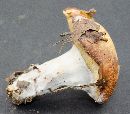 Suillus brevipes image