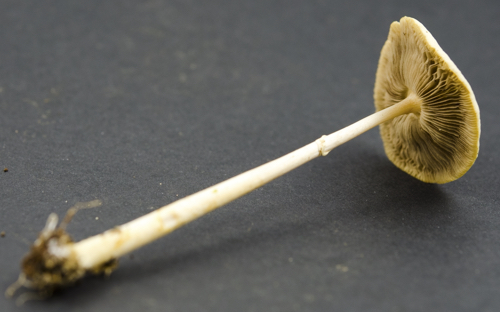 Agrocybe image